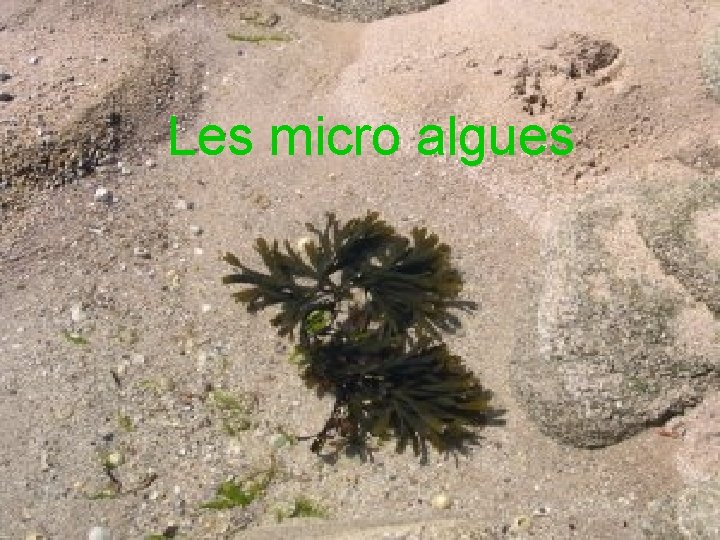 Les micro algues 