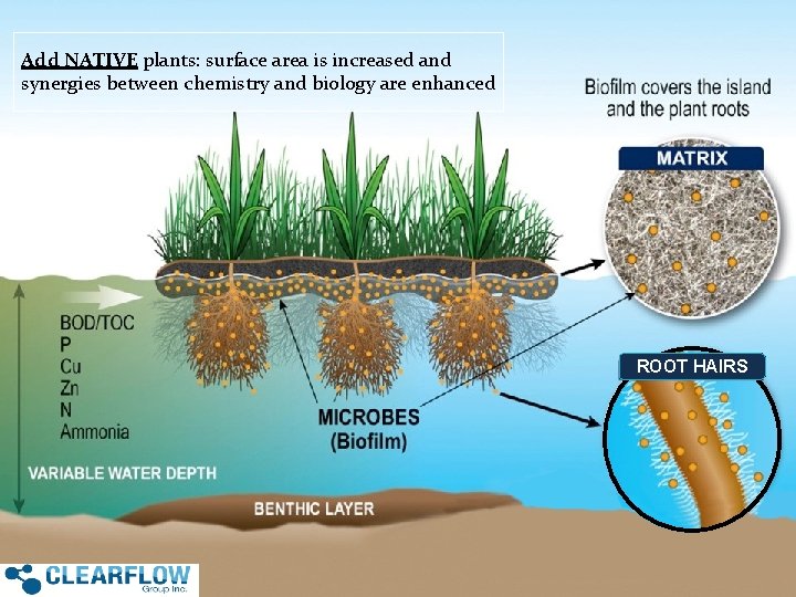 Add NATIVE plants: surface area is increased and synergies between chemistry and biology are