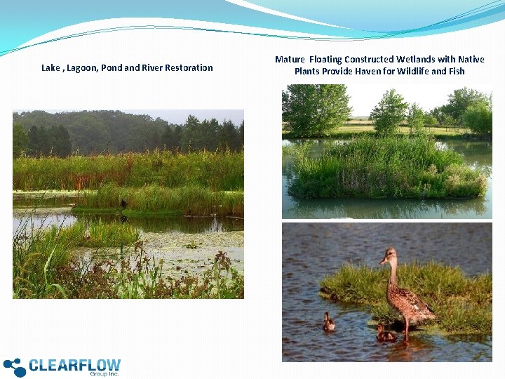 Lake , Lagoon, Pond and River Restoration Mature Floating Constructed Wetlands with Native Plants