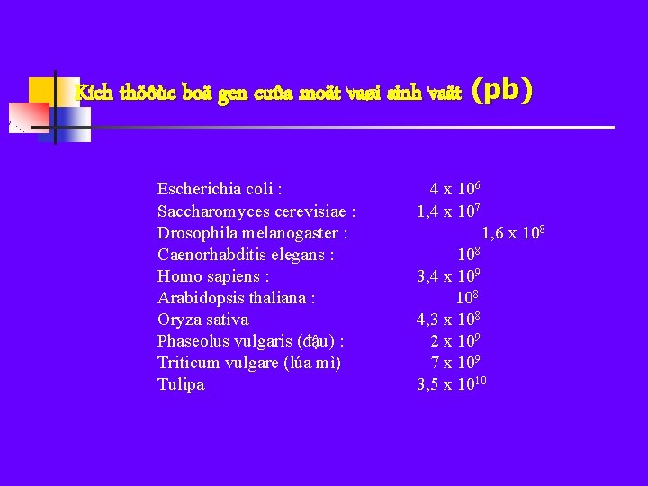 Kích thöôùc boä gen cuûa moät vaøi sinh vaät (pb) Escherichia coli : Saccharomyces