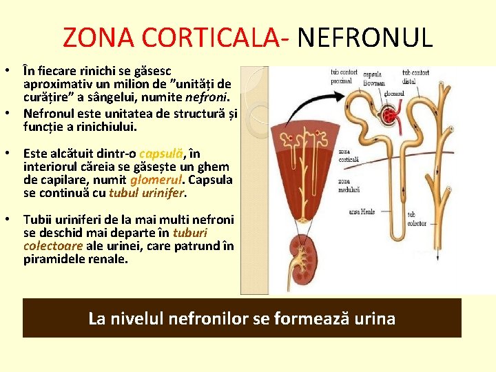 ZONA CORTICALA- NEFRONUL • În fiecare rinichi se găsesc aproximativ un milion de ”unități