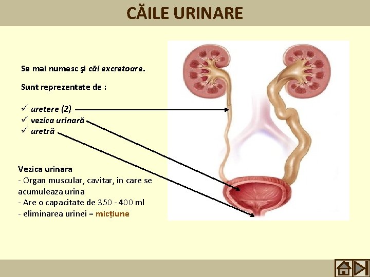 Eliminarea urinei
