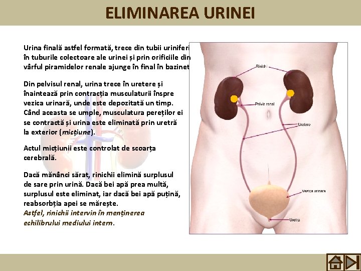 ELIMINAREA URINEI Urina finală astfel formată, trece din tubii uriniferi în tuburile colectoare ale