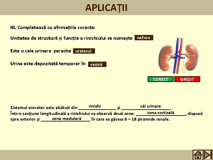 APLICAȚII III. Completează cu afirmațiile corecte: Unitatea de structură și funcție a rinichiului se