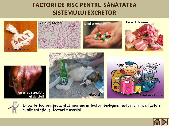 FACTORI DE RISC PENTRU SĂNĂTATEA SISTEMULUI EXCRETOR Virusuri, bacterii Medicamentele Excesul de carne Excesul