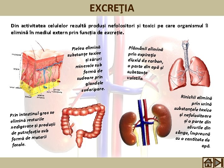 EXCREŢIA Din activitatea celulelor rezultă produși nefolositori și toxici pe care organismul îi elimină