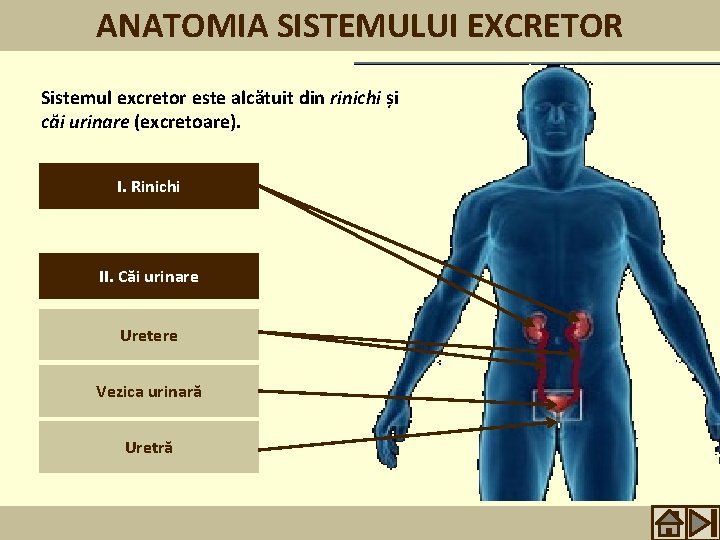 ANATOMIA SISTEMULUI EXCRETOR Sistemul excretor este alcătuit din rinichi și căi urinare (excretoare). I.