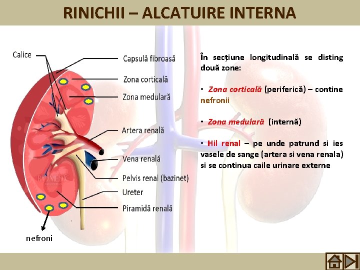 RINICHII – ALCATUIRE INTERNA În secțiune longitudinală se disting două zone: • Zona corticală