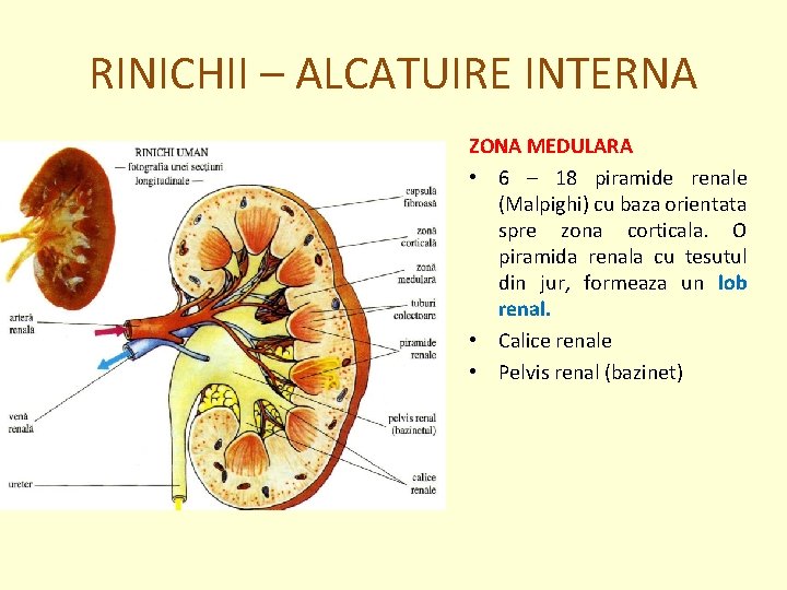 RINICHII – ALCATUIRE INTERNA ZONA MEDULARA • 6 – 18 piramide renale (Malpighi) cu