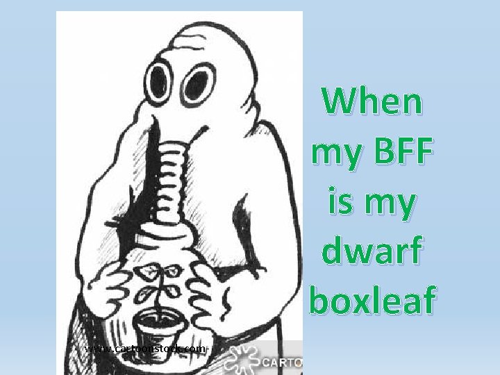 When my BFF is my dwarf boxleaf www. cartoonstock. com- When my BFF is my dwarf boxleaf www. cartoonstock. com-