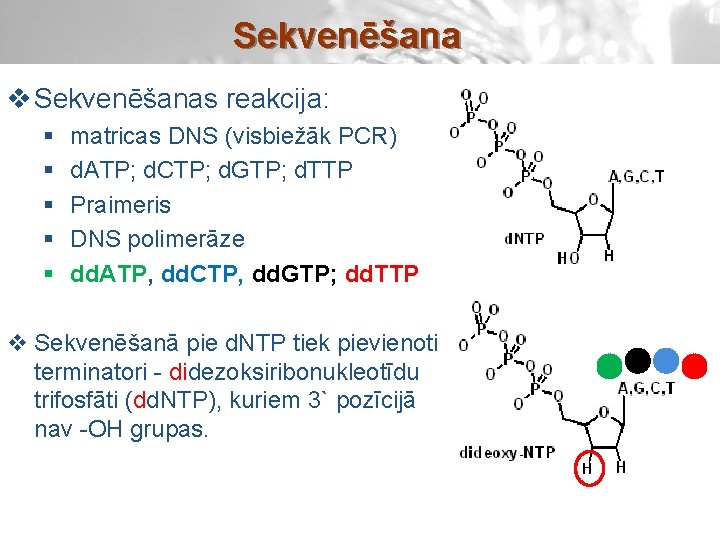 Sekvenēšana v Sekvenēšanas reakcija: § § § matricas DNS (visbiežāk PCR) d. ATP; d.