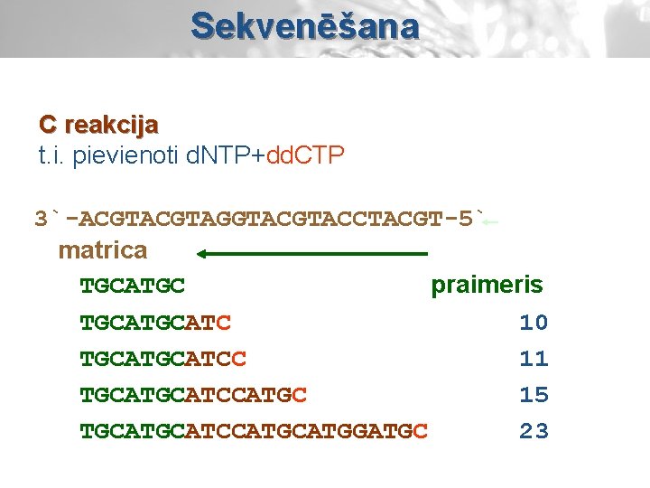 Sekvenēšana C reakcija t. i. pievienoti d. NTP+dd. CTP 3`-ACGTAGGTACCTACGT-5` matrica TGCATGC praimeris TGCATC