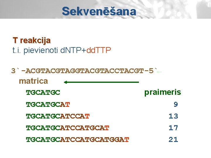 Sekvenēšana T reakcija t. i. pievienoti d. NTP+dd. TTP 3`-ACGTAGGTACCTACGT-5` matrica TGCATGC praimeris TGCAT