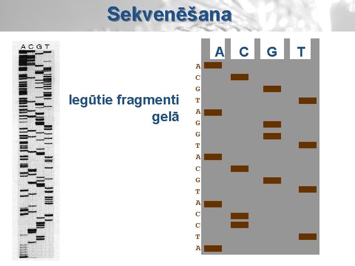 Sekvenēšana A Iegūtie fragmenti gelā A C G T A G G T A