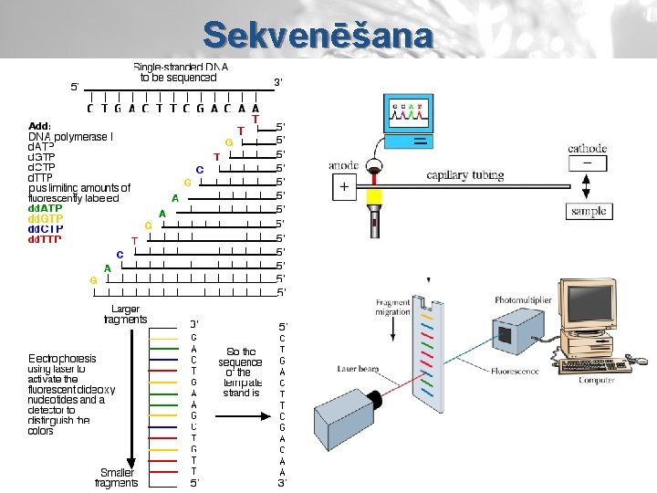 Sekvenēšana 