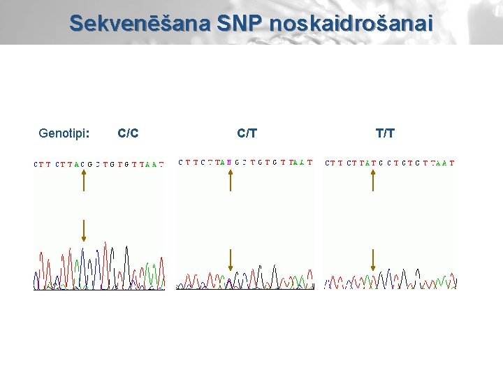 Sekvenēšana SNP noskaidrošanai Genotipi: C/C C/T T/T 