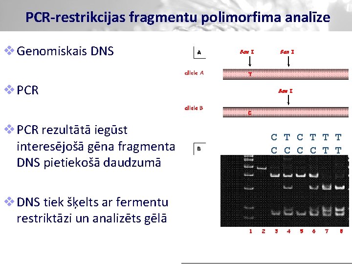 PCR-restrikcijas fragmentu polimorfima analīze v Genomiskais DNS v PCR rezultātā iegūst interesējošā gēna fragmenta