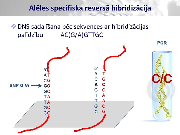 Alēles specifiska reversā hibridizācija v DNS sadalīšana pēc sekvences ar hibridizācijas palīdzību AC(G/A)GTTGC PCR