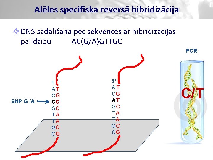 Alēles specifiska reversā hibridizācija v DNS sadalīšana pēc sekvences ar hibridizācijas palīdzību AC(G/A)GTTGC PCR