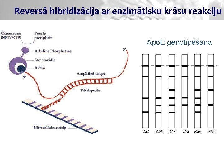 Reversā hibridizācija ar enzimātisku krāsu reakciju Apo. E genotipēšana 