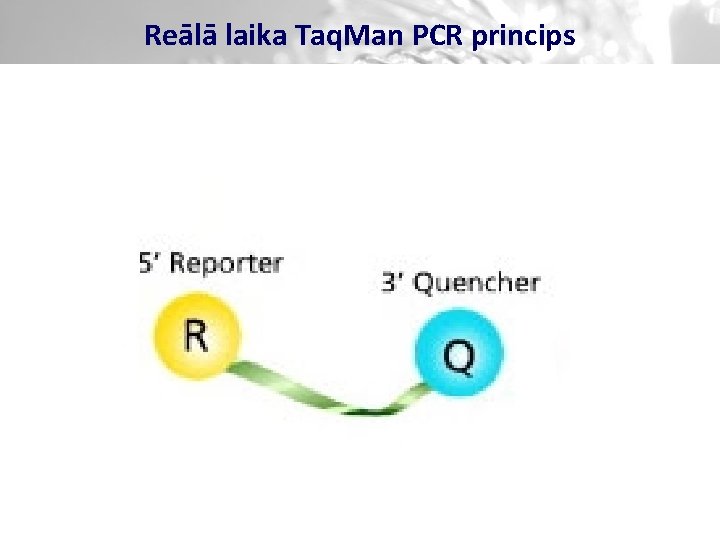 Reālā laika Taq. Man PCR princips 