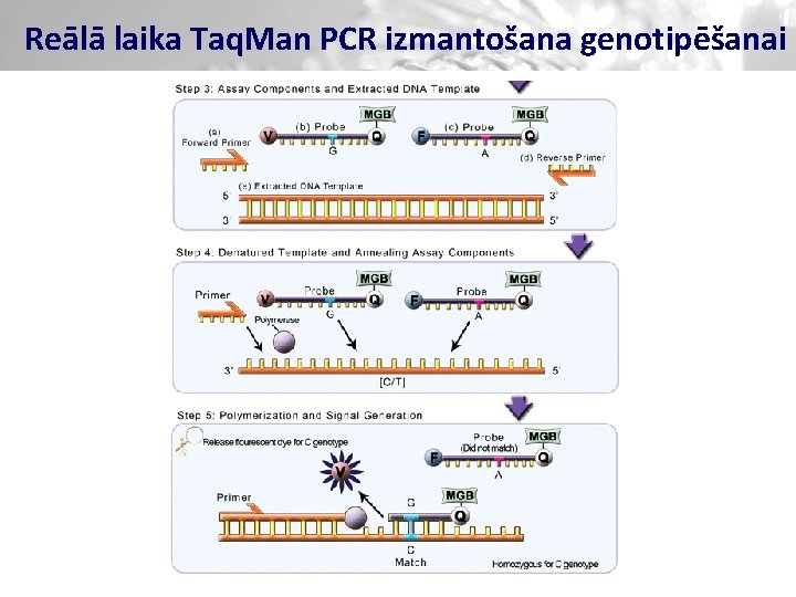 Reālā laika Taq. Man PCR izmantošana genotipēšanai 