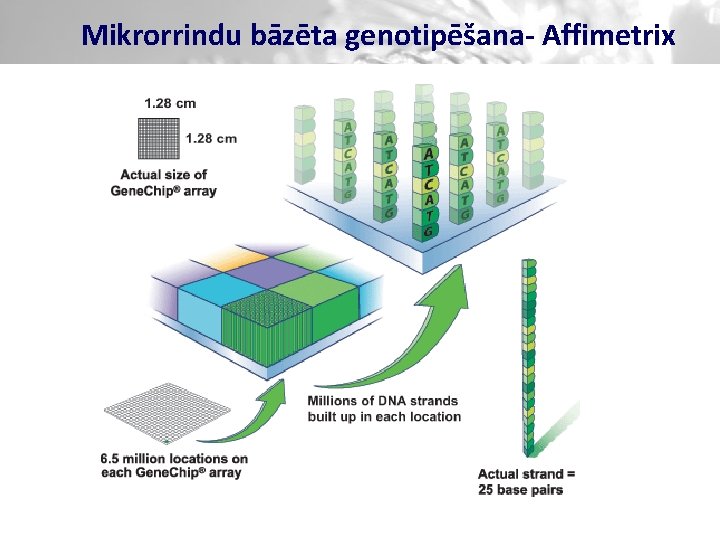 Mikrorrindu bāzēta genotipēšana- Affimetrix 