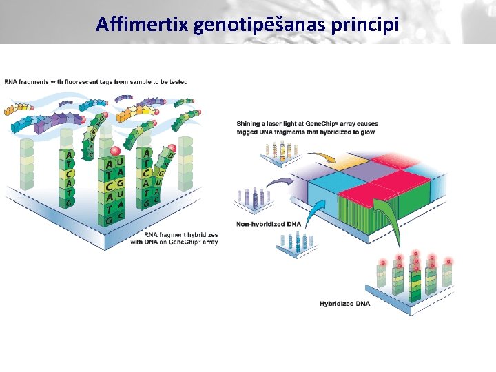 Affimertix genotipēšanas principi 