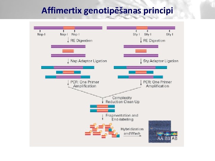 Affimertix genotipēšanas principi 