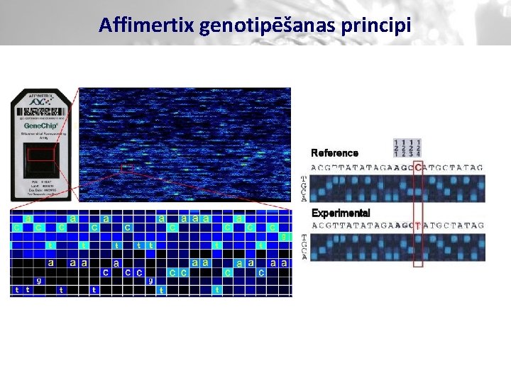 Affimertix genotipēšanas principi 