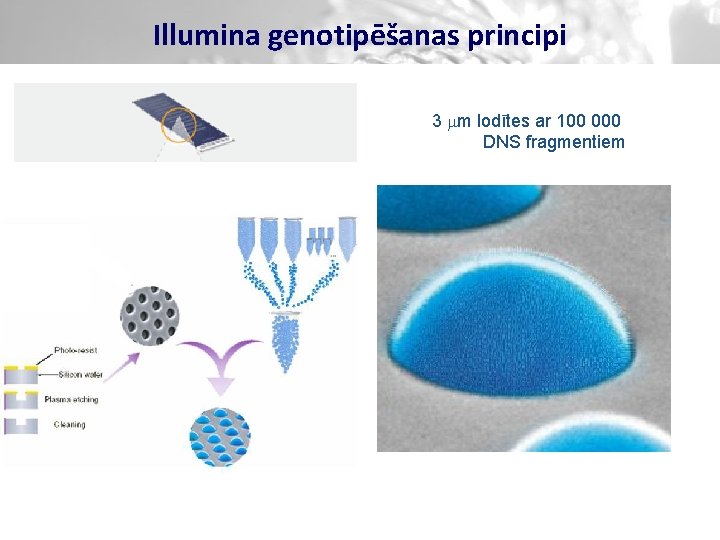 Illumina genotipēšanas principi 3 mm lodītes ar 100 000 DNS fragmentiem 