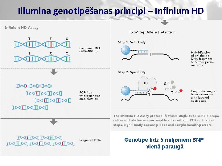 Illumina genotipēšanas principi – Infinium HD Genotipē līdz 5 miljoniem SNP vienā paraugā 