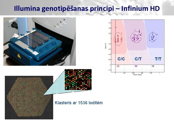 Illumina genotipēšanas principi – Infinium HD C/C Klasteris ar 1536 lodītēm C/T T/T 