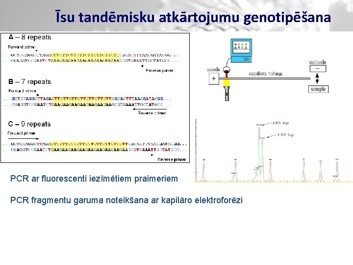 Īsu tandēmisku atkārtojumu genotipēšana PCR ar fluorescenti iezīmētiem praimeriem PCR fragmentu garuma noteikšana ar