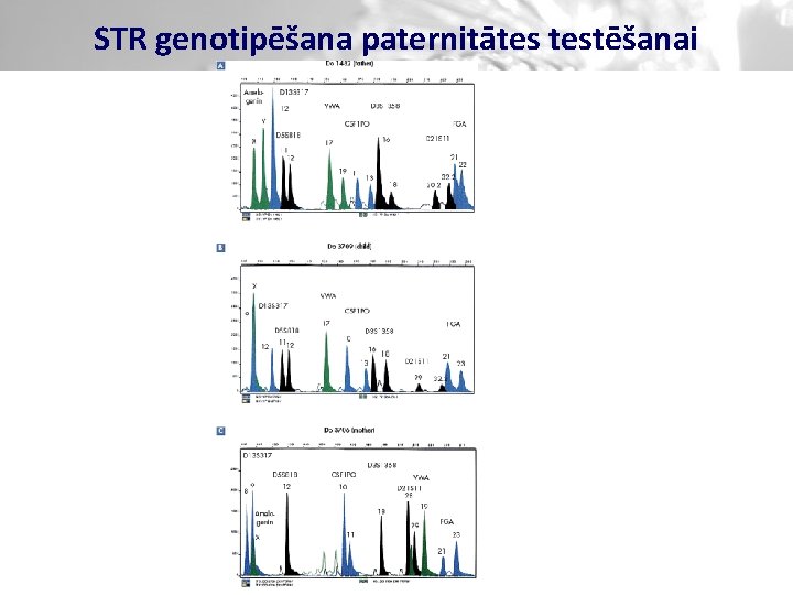 STR genotipēšana paternitātes testēšanai 