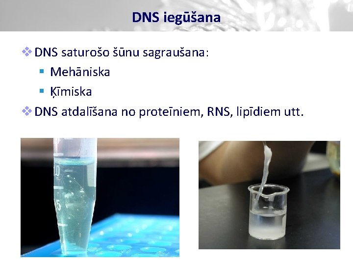 DNS iegūšana v DNS saturošo šūnu sagraušana: § Mehāniska § Ķīmiska v DNS atdalīšana