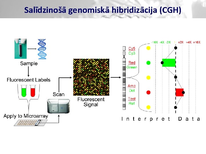 Salīdzinošā genomiskā hibridizācija (CGH) 