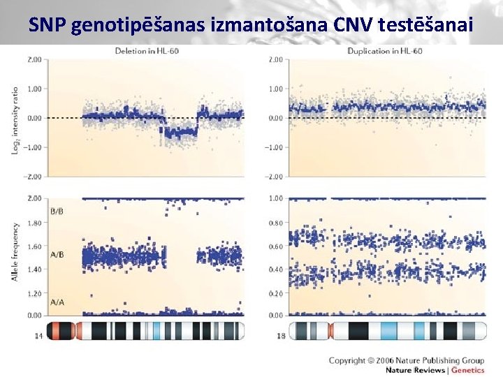 SNP genotipēšanas izmantošana CNV testēšanai 