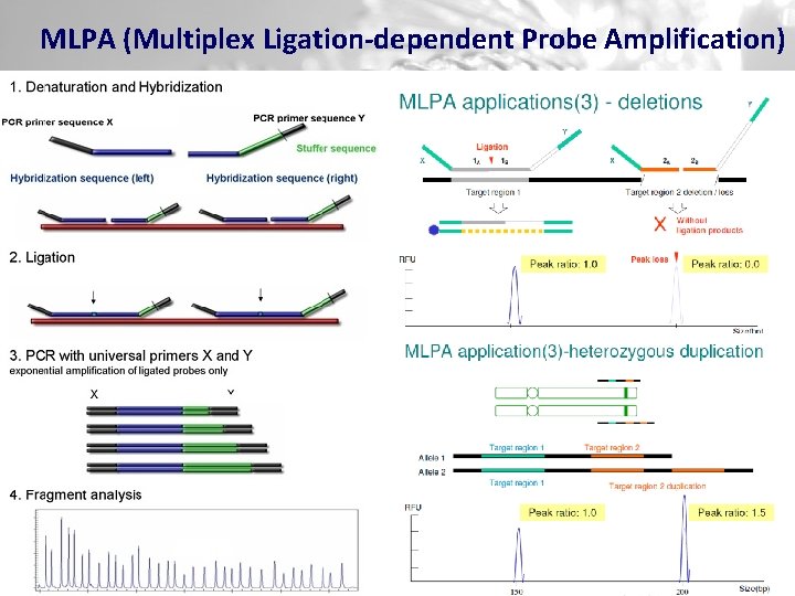 MLPA (Multiplex Ligation-dependent Probe Amplification) 