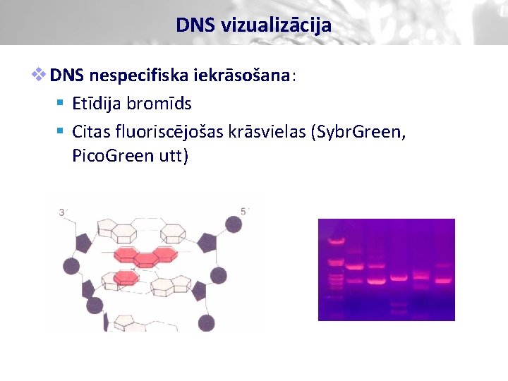 DNS vizualizācija v DNS nespecifiska iekrāsošana: § Etīdija bromīds § Citas fluoriscējošas krāsvielas (Sybr.