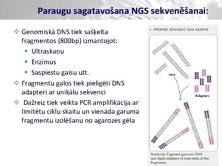 Paraugu sagatavošana NGS sekvenēšanai: v Genomiskā DNS tiek sašķelta fragmentos (800 bp) izmantojot: §