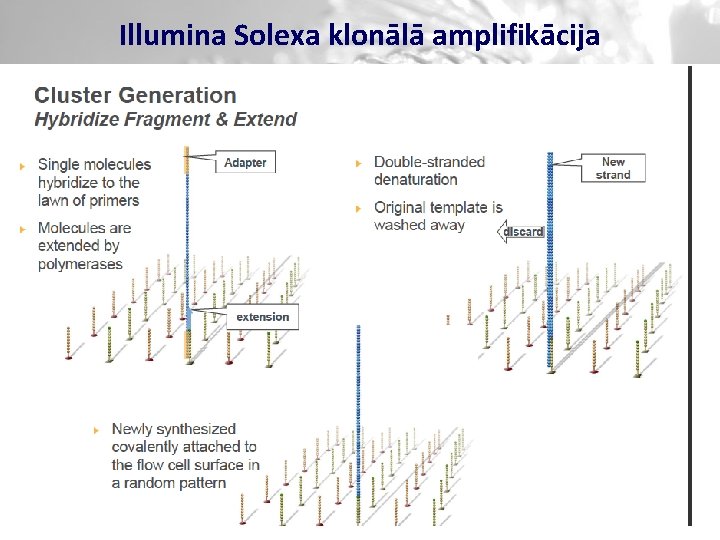 Illumina Solexa klonālā amplifikācija 