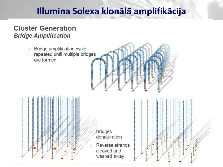 Illumina Solexa klonālā amplifikācija 