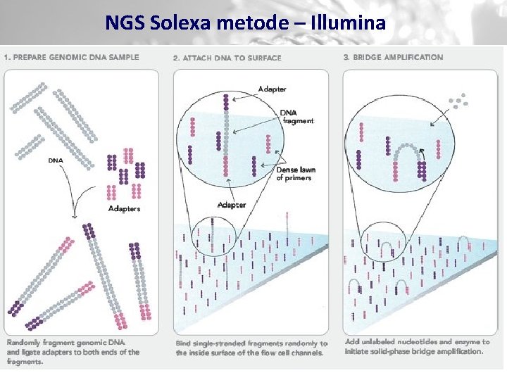 NGS Solexa metode – Illumina 