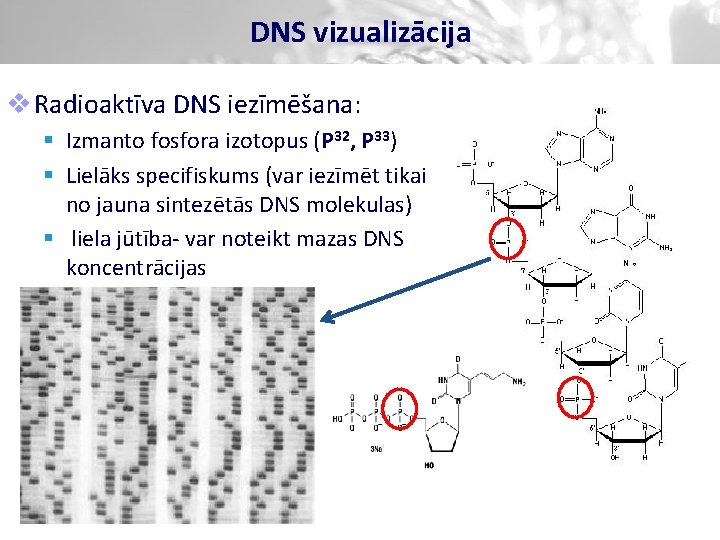 DNS vizualizācija v Radioaktīva DNS iezīmēšana: § Izmanto fosfora izotopus (P 32, P 33)