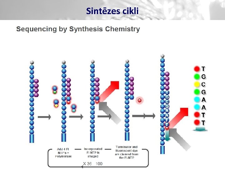 Sintēzes cikli 