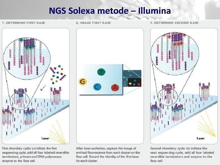 NGS Solexa metode – Illumina 