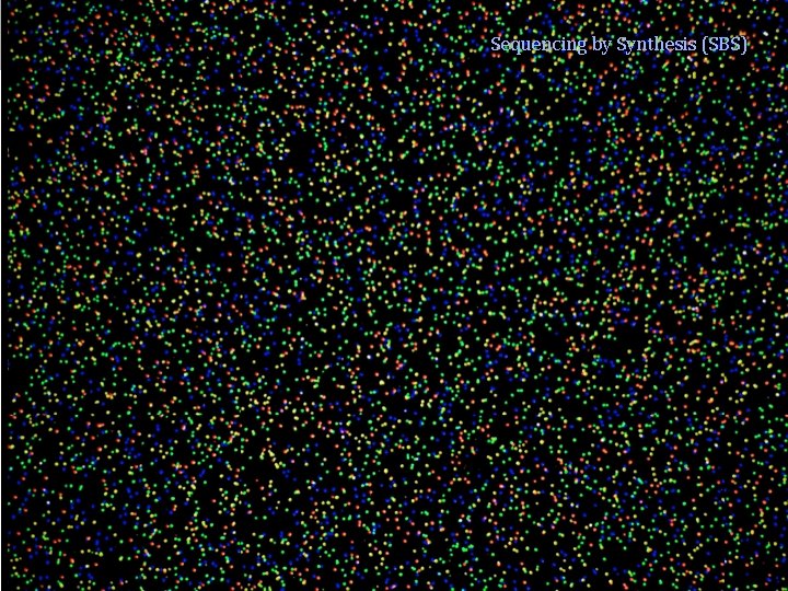 Sequencing by Synthesis (SBS) 