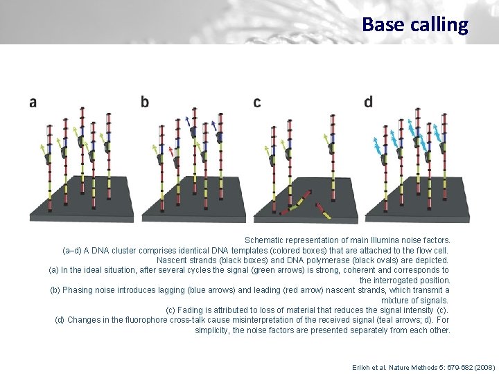 Base calling Schematic representation of main Illumina noise factors. (a–d) A DNA cluster comprises