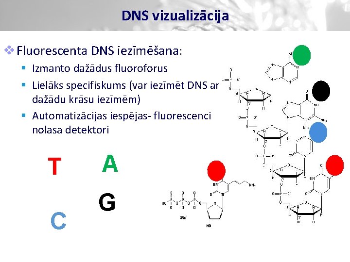 DNS vizualizācija v Fluorescenta DNS iezīmēšana: § Izmanto dažādus fluoroforus § Lielāks specifiskums (var